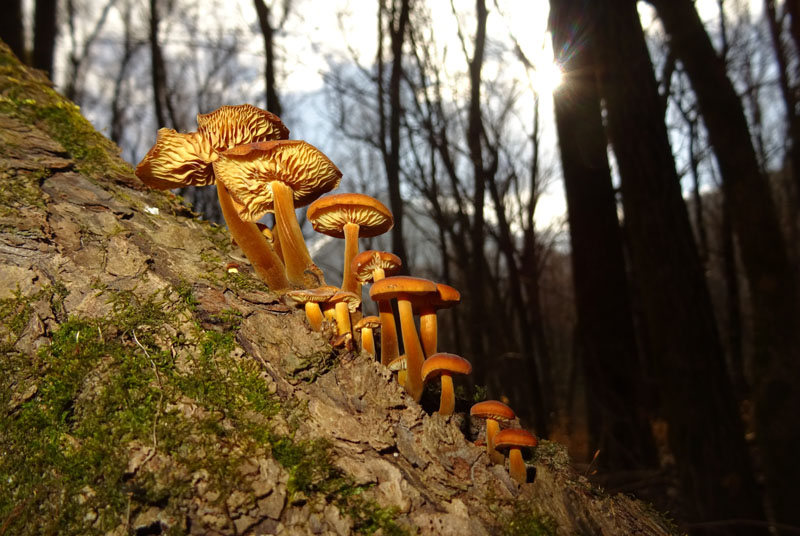 Flammulina velutipes - Physalacriaceae